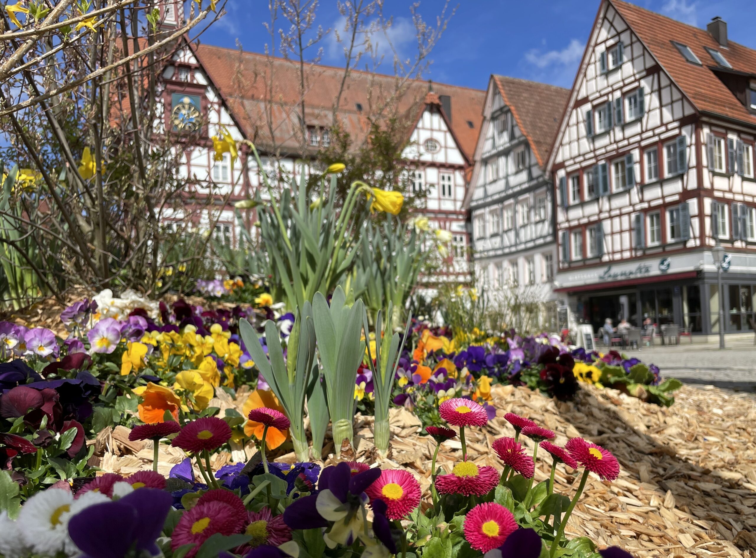 Osterbepflanzung mit Frühlingsblühern auf dem Marktplatz Bad Urach