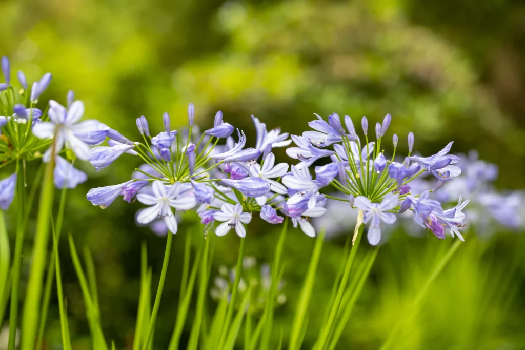 gartenschau-bad-urach-2027-blumen-garten-artismedia-Olaf-kuehl-2020-125832-_OLE1744
