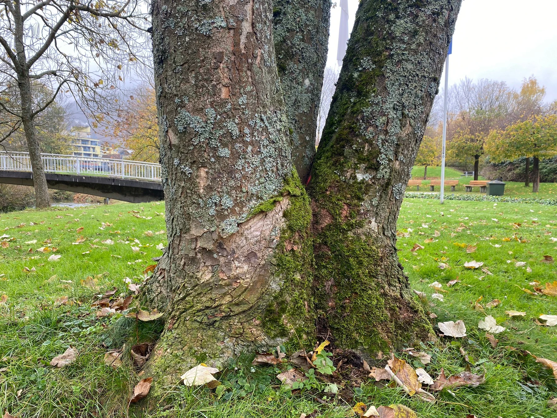 Fäll- und Rodungsarbeiten kranker Bäume im Kurpark
