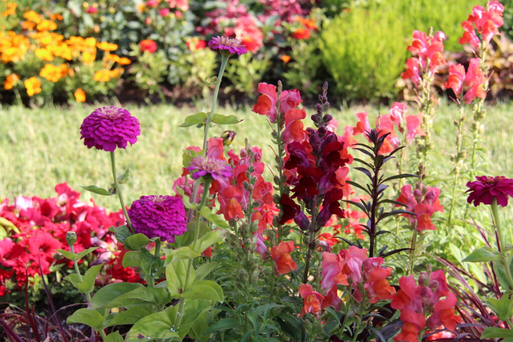 Bunte Blumen